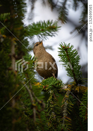 Perching Wren, Troglodytes troglodytes. Perching Wren, Troglodytes troglodytes. 132699565