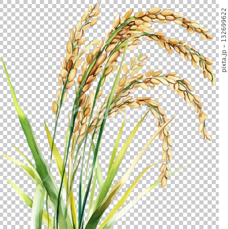 Ripe rice ears watercolor isolated on white background transparent PNG clipart. 132699622