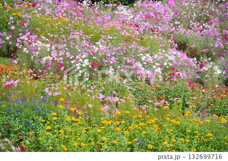 横浜里山ガーデンの秋の花 横浜里山ガーデンの秋の花 132699716