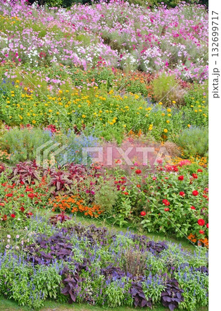 横浜里山ガーデンの秋の花 横浜里山ガーデンの秋の花 132699717