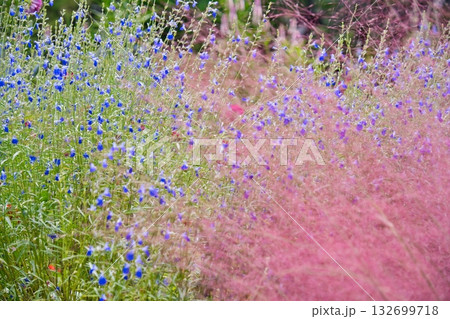 横浜里山ガーデンの秋の花 横浜里山ガーデンの秋の花 132699718