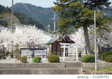 島根県松江市郊外にある佐太神社の参道にある良縁を結ぶ田中神社の桜 132699761