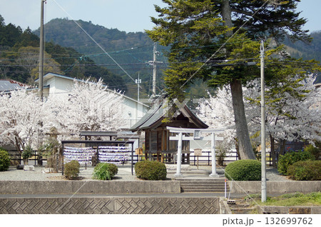 島根県松江市郊外にある佐太神社の参道にある良縁を結ぶ田中神社の桜 132699762