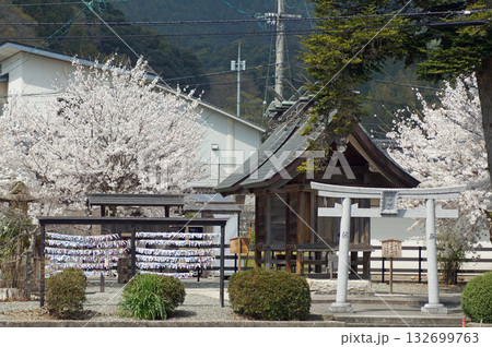 島根県松江市郊外にある佐太神社の参道にある良縁を結ぶ田中神社の桜 132699763