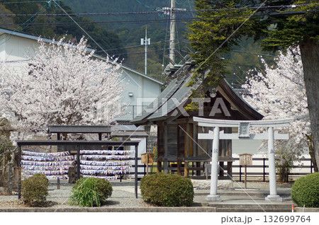 島根県松江市郊外にある佐太神社の参道にある良縁を結ぶ田中神社の桜 島根県松江市郊外にある佐太神社の参道にある良縁を結ぶ田中神社の桜 132699764