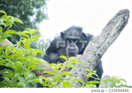 横浜動物園ズーラシアのチンパンジー 132699888
