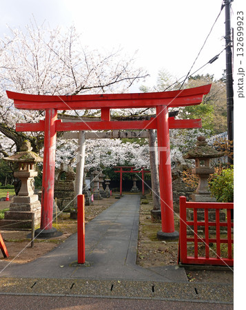 国宝松江城内にある小泉八雲が毎日のように足を運んだ由緒ある城山稲荷神社の朱の鳥居と桜 国宝松江城内にある小泉八雲が毎日のように足を運んだ由緒ある城山稲荷神社の朱の鳥居と桜 132699923