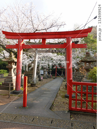 国宝松江城内にある小泉八雲が毎日のように足を運んだ由緒ある城山稲荷神社の朱の鳥居と桜 国宝松江城内にある小泉八雲が毎日のように足を運んだ由緒ある城山稲荷神社の朱の鳥居と桜 132699924