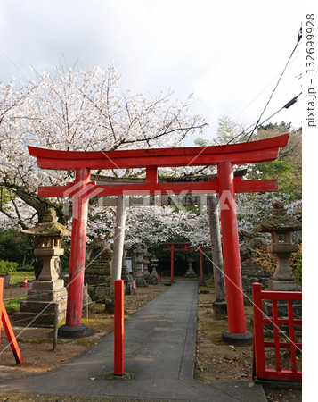 国宝松江城内にある小泉八雲が毎日のように足を運んだ由緒ある城山稲荷神社の朱の鳥居と桜 国宝松江城内にある小泉八雲が毎日のように足を運んだ由緒ある城山稲荷神社の朱の鳥居と桜 132699928