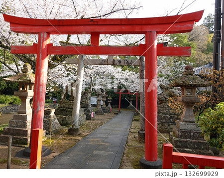 国宝松江城内にある小泉八雲が毎日のように足を運んだ由緒ある城山稲荷神社の朱の鳥居と桜 132699929