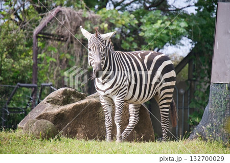 横浜動物園ズーラシアのシマウマ 132700029
