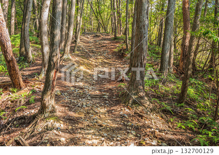 宇治の雑木林 京都府宇治市 宇治の雑木林 京都府宇治市 132700129