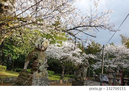島根県松江市のシンボル松江城内にある小泉八雲が愛した石狐が有名な由緒のある城山神社の石狐と桜 132700151