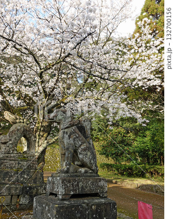 島根県松江市のシンボル松江城内にある小泉八雲が愛した石狐が有名な由緒のある城山神社の石狐と桜 132700156