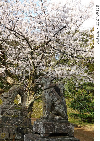 島根県松江市のシンボル松江城内にある小泉八雲が愛した石狐が有名な由緒のある城山神社の石狐と桜 132700159