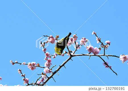 梅にとまるメジロ 132700191