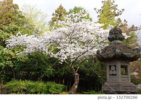 島根県松江市の国宝松江城にある満開の桜と燈籠 132700266