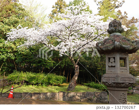 島根県松江市の国宝松江城にある満開の桜と燈籠 132700267