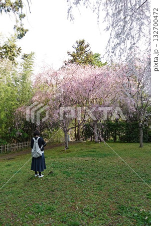 島根県松江市のシンボル国宝松江城内の庭園で満開に咲くしだれ桜と女性 島根県松江市のシンボル国宝松江城内の庭園で満開に咲くしだれ桜と女性 132700472