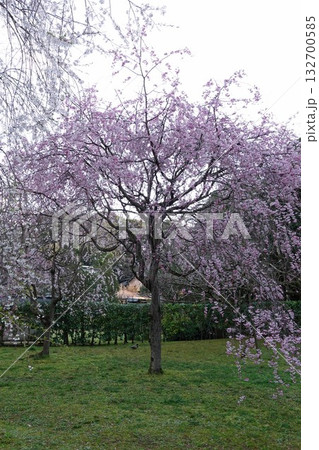 島根県松江市の国宝松江城内の庭園で満開に咲くしだれ桜 島根県松江市の国宝松江城内の庭園で満開に咲くしだれ桜 132700585