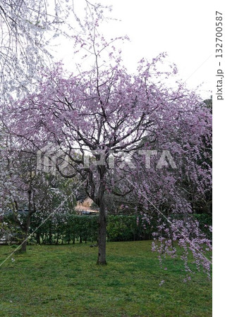 島根県松江市の国宝松江城内の庭園で満開に咲くしだれ桜 132700587
