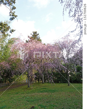 島根県の松江市のシンボル国宝松江城の庭園で満開に咲くしだれ桜 132700626