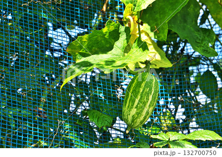 緑色のカラスウリの実（秋、十月） 132700750