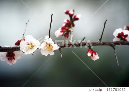梅　薄ピンク色の花 132701085