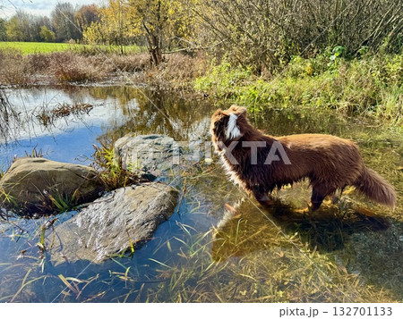 Border Collie Dog Standing in Shallow Pond Water in Autumn Border Collie Dog Standing in Shallow Pond Water in Autumn 132701133