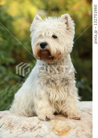 West Highland White terrier on the stone 132701660
