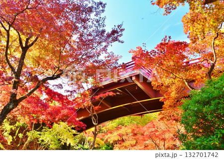 紅葉の新潟県西蒲原郡弥彦村弥彦公園もみじ谷観月橋風景 132701742