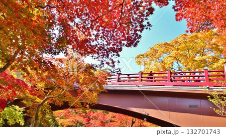 紅葉の新潟県西蒲原郡弥彦村弥彦公園もみじ谷観月橋風景 132701743