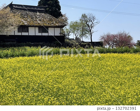 満開の菜の花と茅葺屋根の古民家 132702391