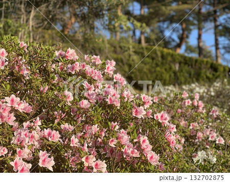 ピンクのツツジ ピンクのツツジ 132702875
