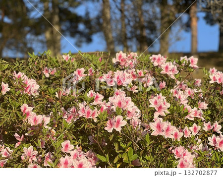 ピンクのツツジ 132702877