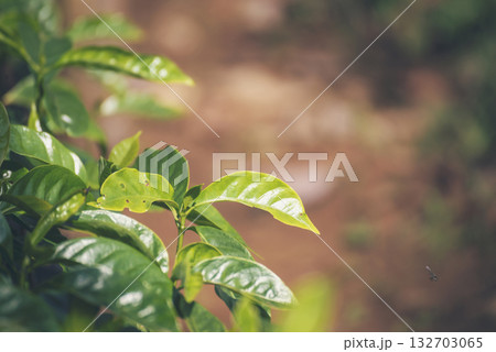 Banner Agriculture Green coffee tree growing berry bean plant. Coffee tree farm growth in eco organic garden. Panorama Fresh coffee bean green leaf bush berry plant arabica garden with copy space Banner Agriculture Green coffee tree growing berry bean plant. Coffee tree farm growth in eco organic garden. Panorama Fresh coffee bean green leaf bush berry plant arabica garden with copy space 132703065