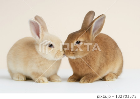 Two young rabbits touching noses on white background close up 132703375