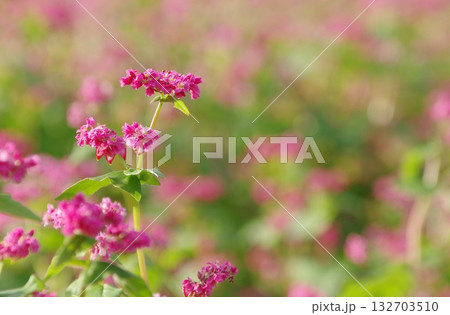 吉野ヶ里遺跡の蕎麦の花 吉野ヶ里遺跡の蕎麦の花 132703510