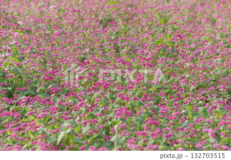 吉野ヶ里遺跡の蕎麦の花 132703515