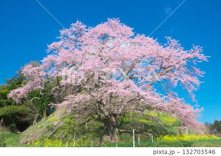 一本桜 - 青空に映える是哉寺地蔵桜（2010年） 132703546