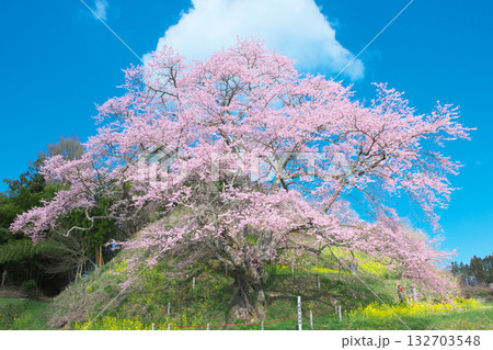 一本桜 - 青空に映える是哉寺地蔵桜(2010年) 一本桜 - 青空に映える是哉寺地蔵桜(2010年) 132703548