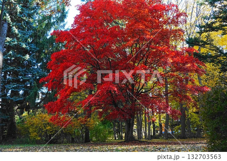 紅葉したモミジ 132703563