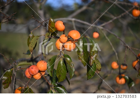 柿の実 132703583