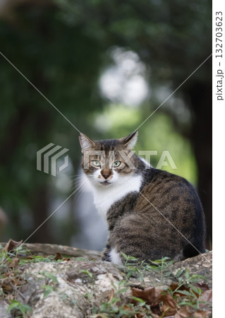 公園ネコ 公園ネコ 132703623