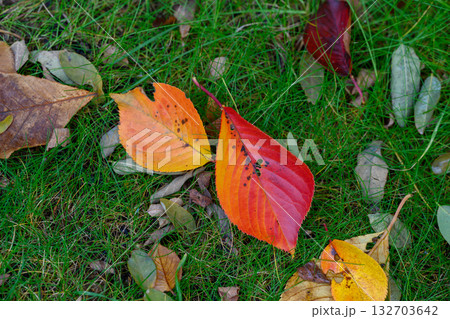 落ち葉(中島公園にて)_2952 132703642