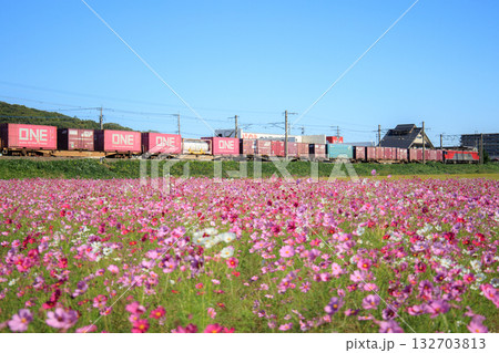 コスモス畑とコンテナ列車（JR貨物） 132703813