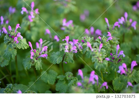 ホトケノザ 132703875