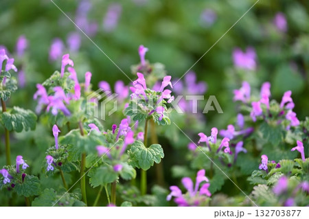 ホトケノザ 132703877