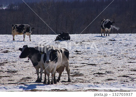 冷涼な寒冷地で乳牛をフリー放牧牧場4 132703937