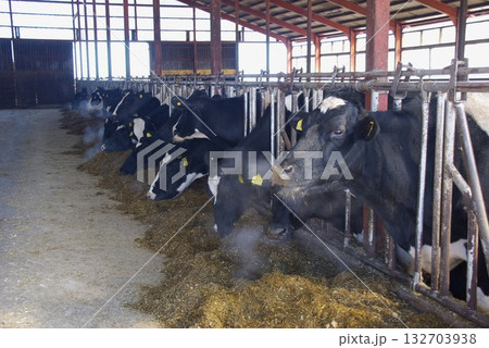 自然放牧牧場フリーストール飼養形態 132703938